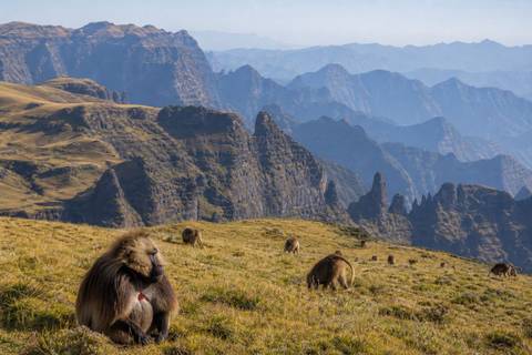 Layered Simien Mountains escarpments with golden highland grass and a small troop of geladas