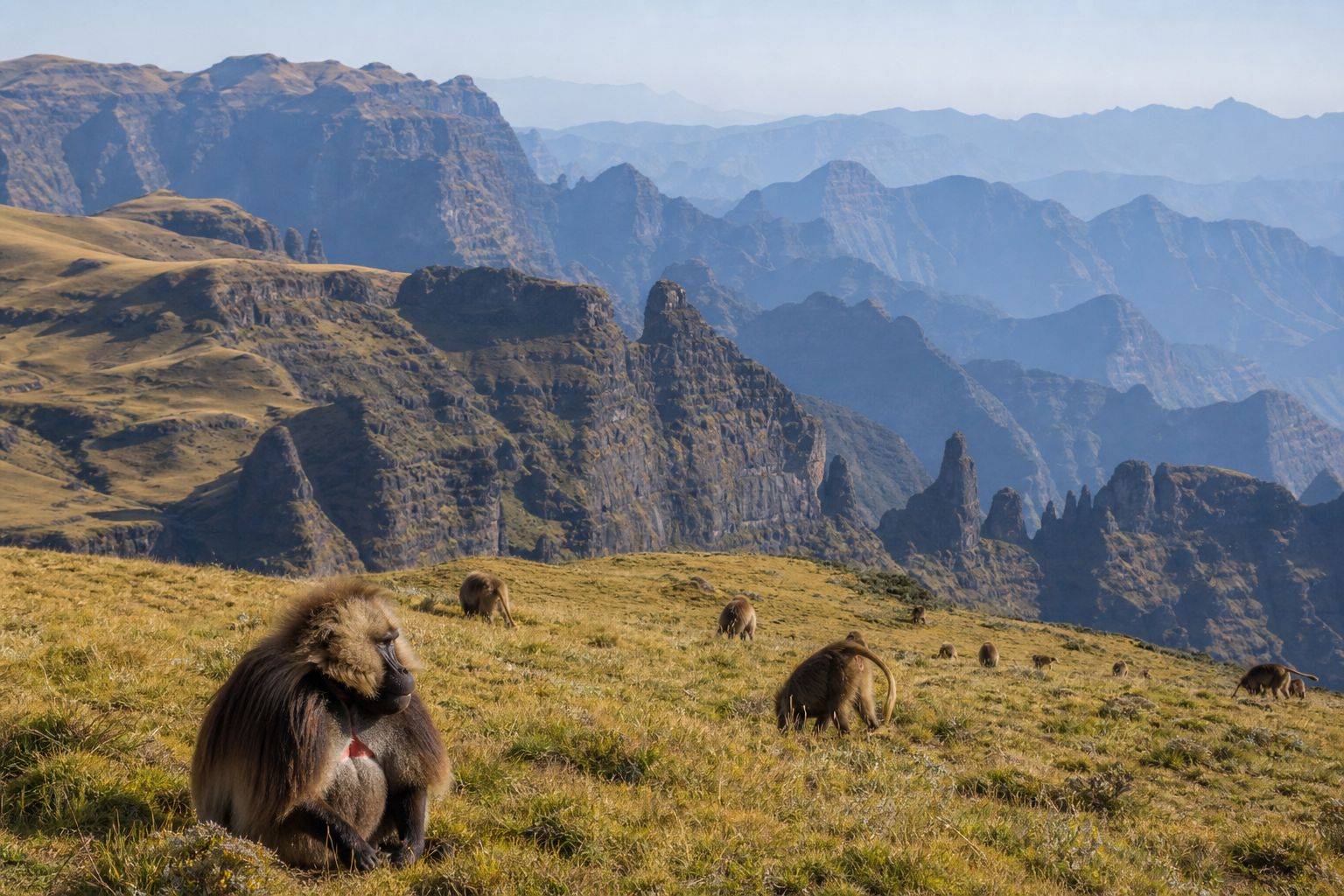 Layered Simien Mountains escarpments with golden highland grass and a small troop of geladas